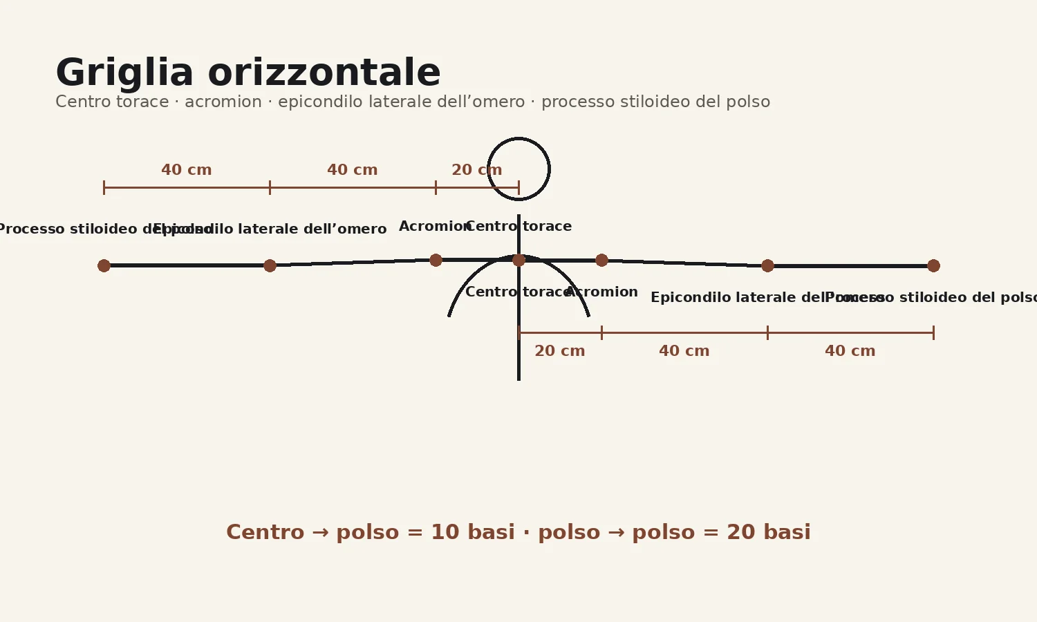 Griglia orizzontale con acromion, epicondilo laterale dell omero e processo stiloideo del polso